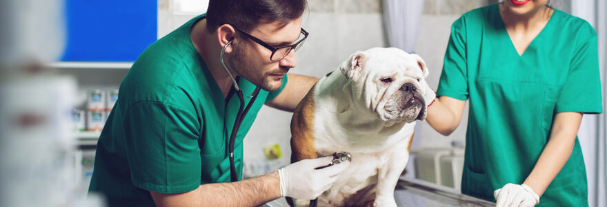 soins vétérinaires