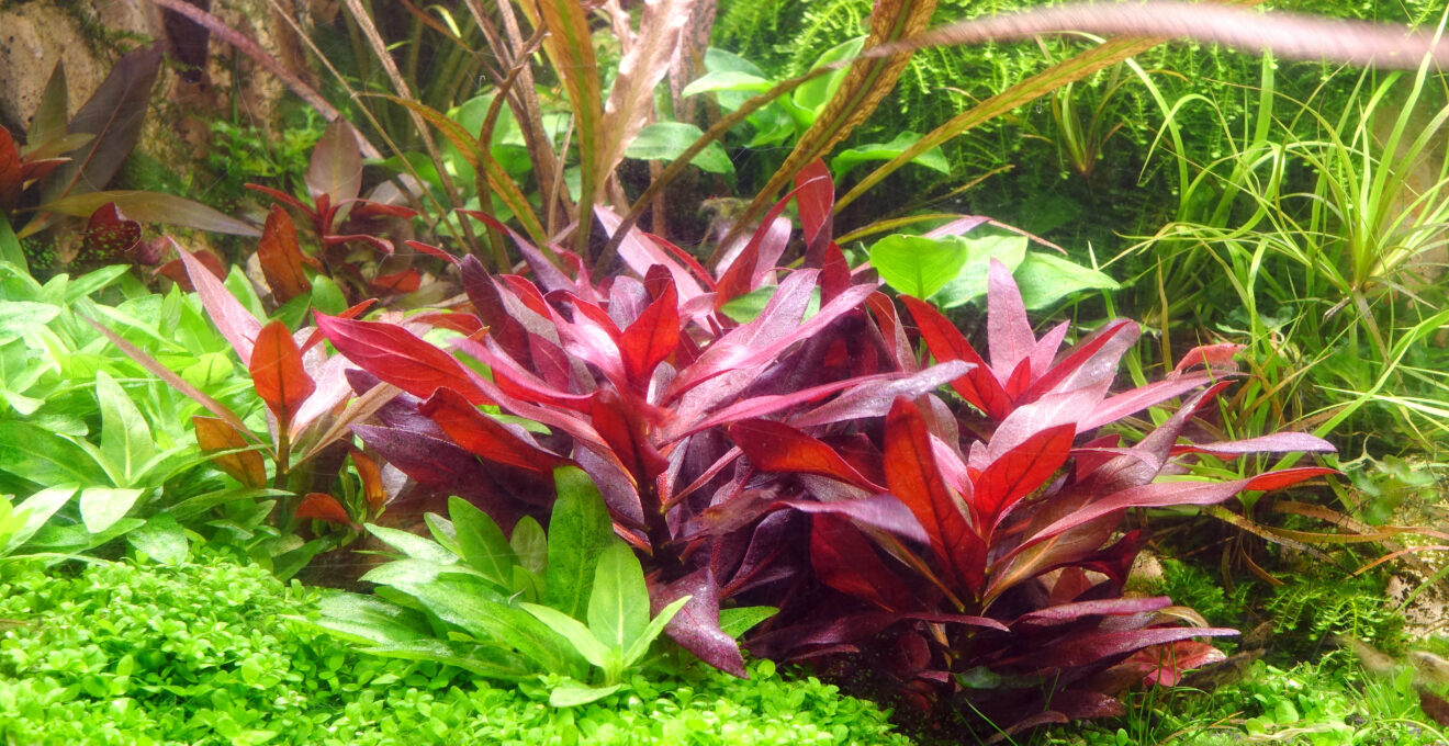 plantes aquatiques