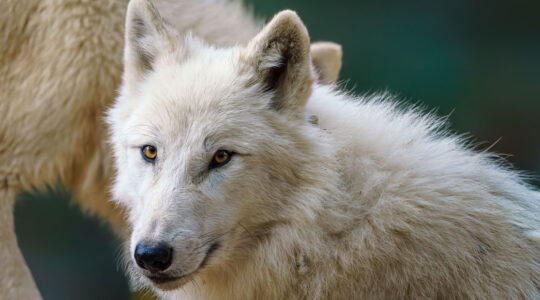 canis lupus arctos.png