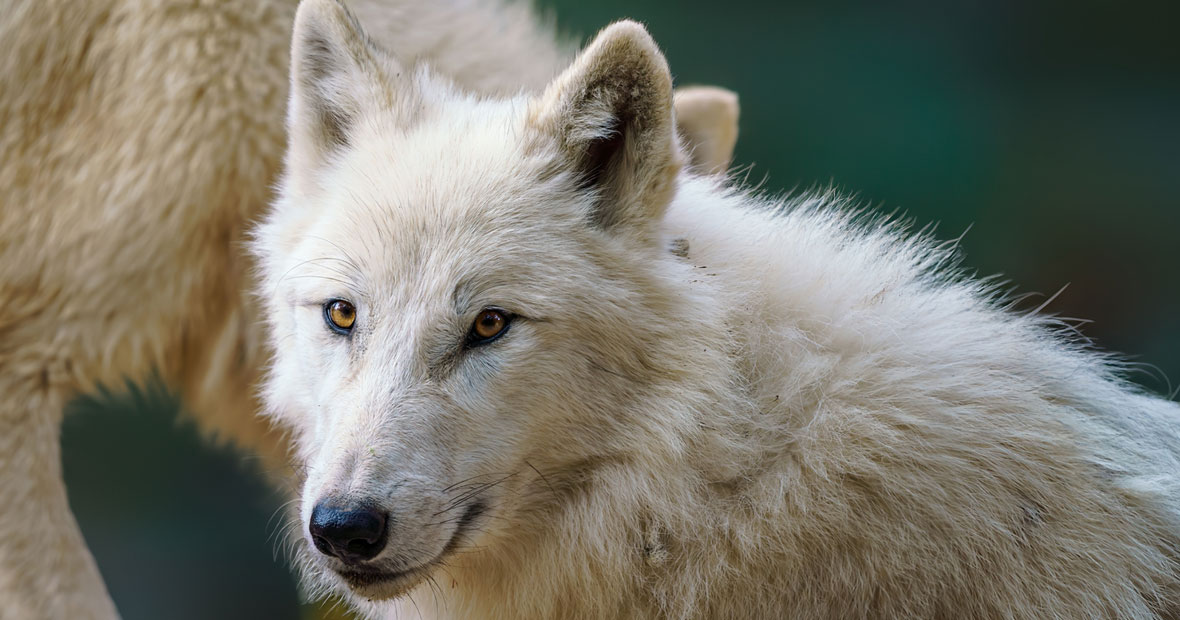 canis lupus arctos.png